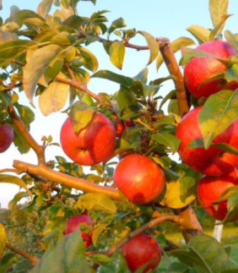 Johnny Appleseed's Farm